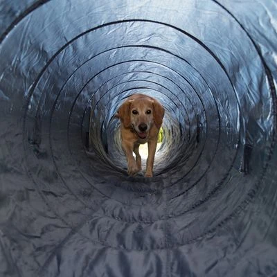 Trixie Agility Tunnel - Image 3